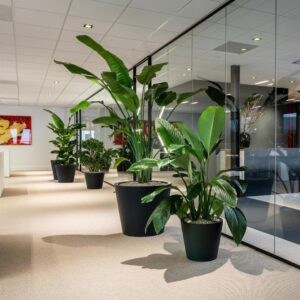 Plantekasse Bucket