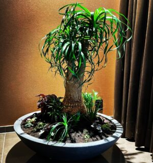 Plantekasse Jumbo Bowl