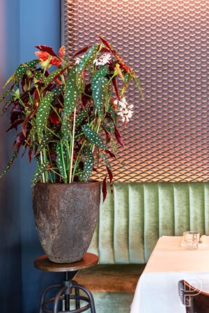 Bernd Imperial Brown Plantekasse